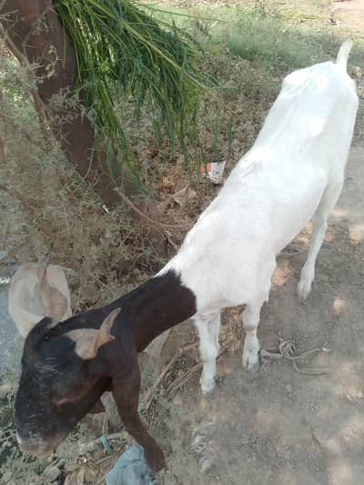 BEAUTIFUL BAKRA WHITE & BROWN COLOR