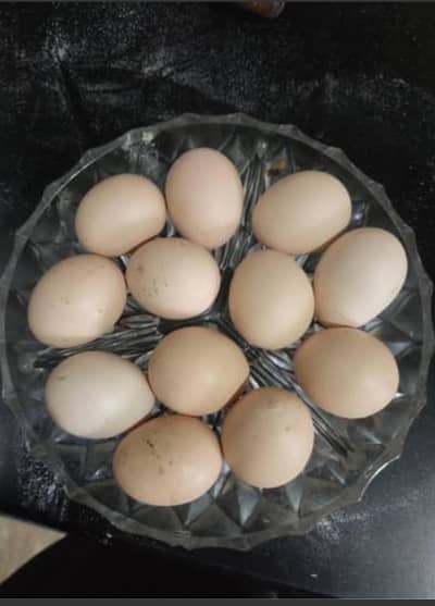 Shamo Egg 