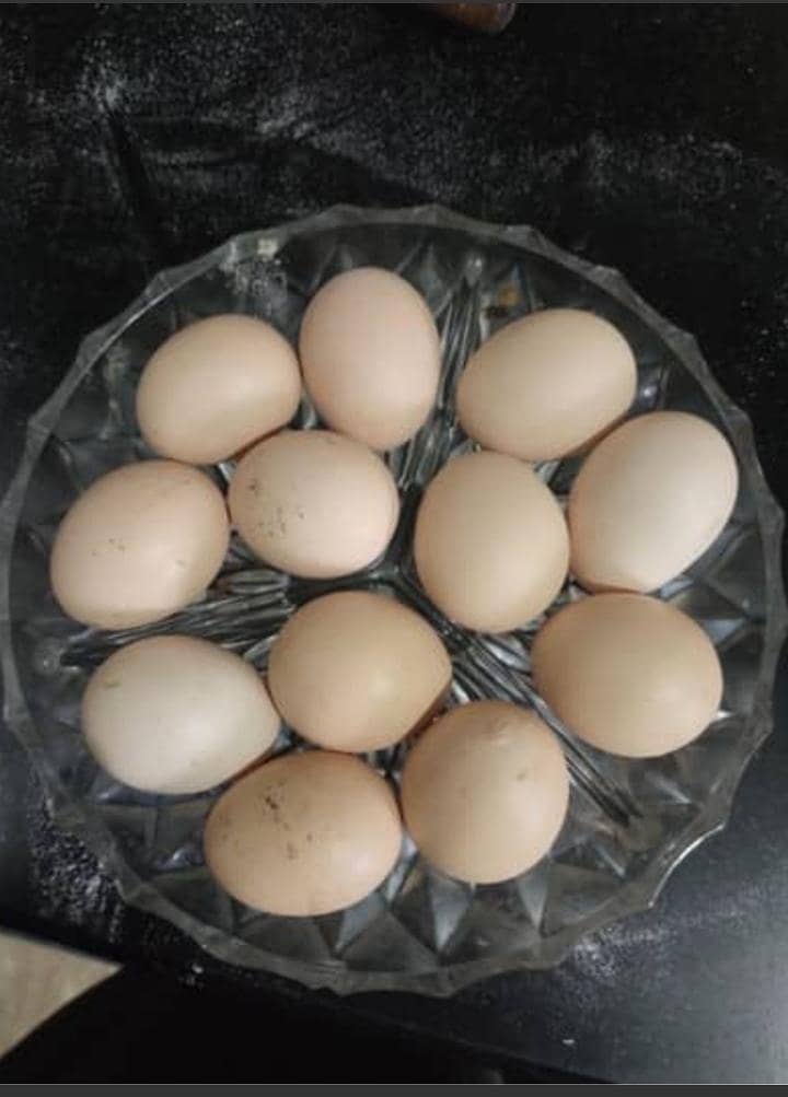 Shamo Egg 03225360298 0