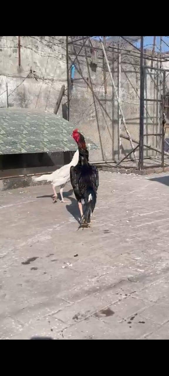 Shamo Egg 03225360298 2