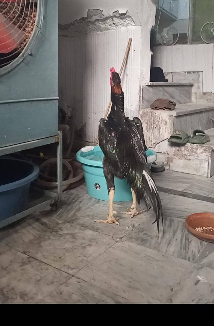 Shamo Egg 03225360298 4