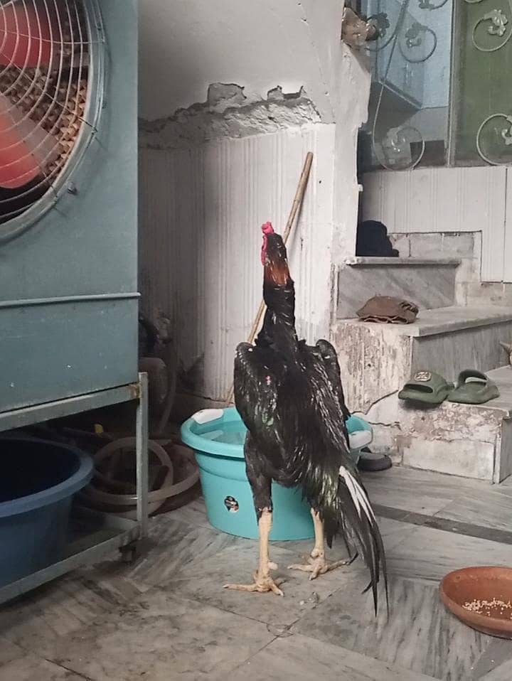 Shamo Egg 03225360298 5