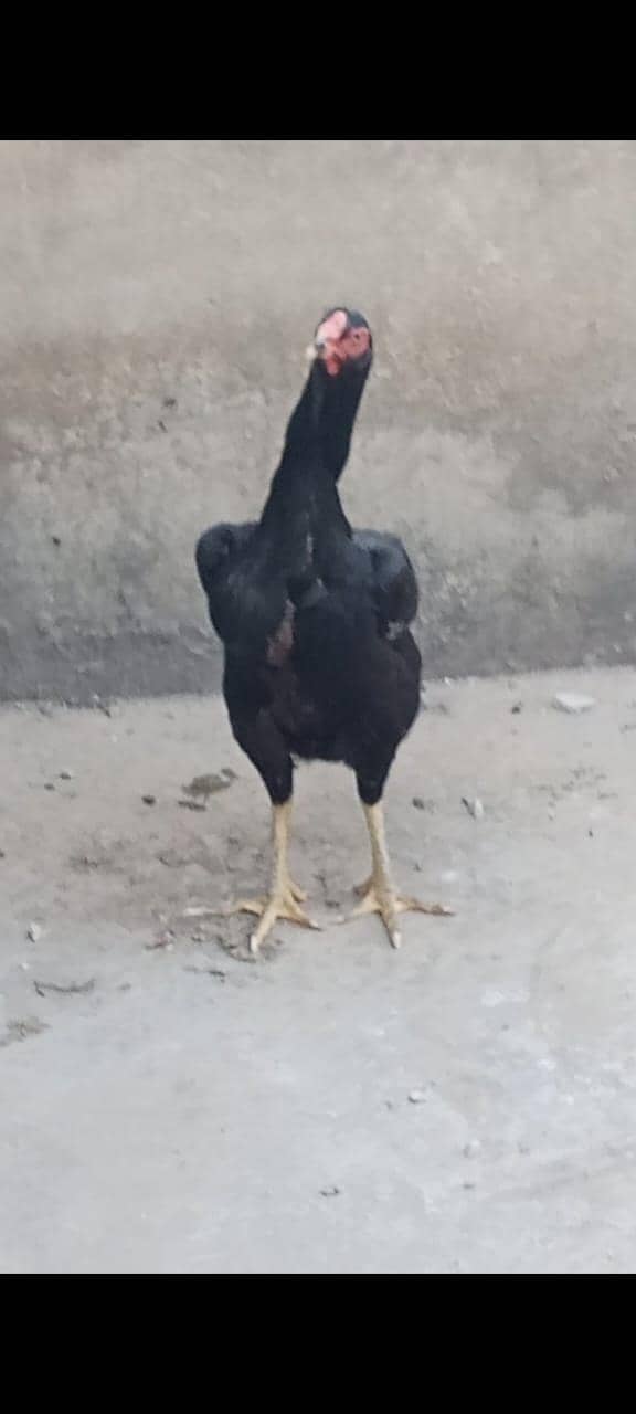 Shamo Egg 03225360298 6