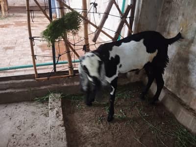 qurbani k dondy bakry Ghar k paly hoy