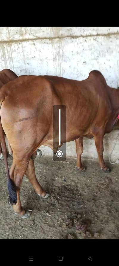 Qurbani bulls Ghar k bach heb