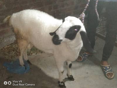  sheep