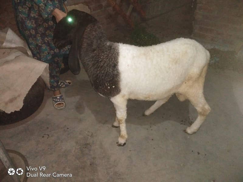 sheep 1