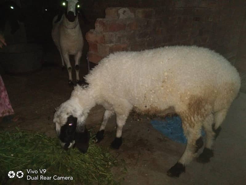 sheep 2
