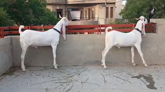 Qurbani 2026 Pure Gulabi Bakrey