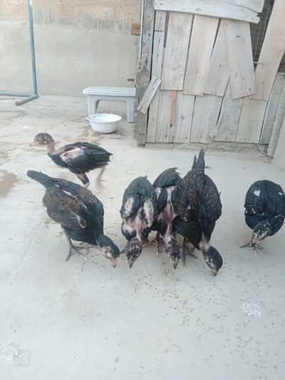 Thai cross chicks 03452154178