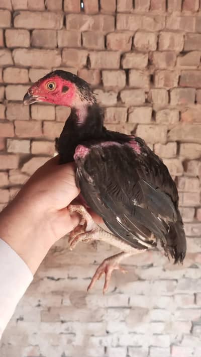 mian wali breed
