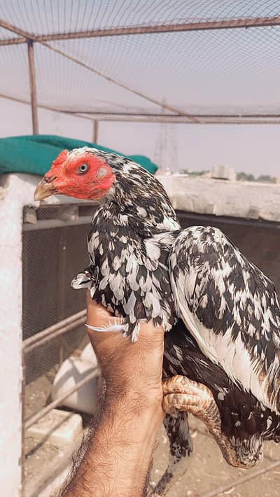 Aseel cheeni pathi madi (kabli, qandhari)