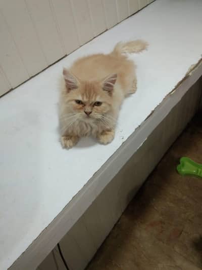 for sale