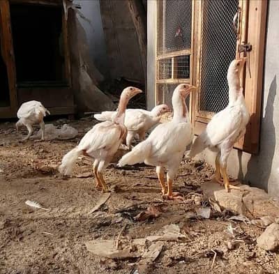 White Heera Asheel chicks pair available healthy and active