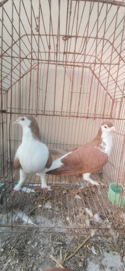 mix pigeon for sale