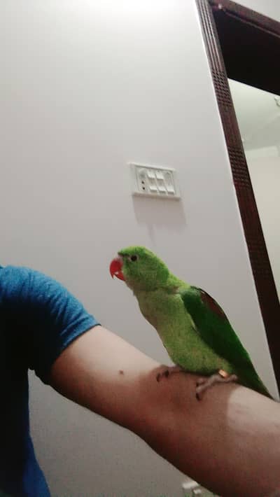 raw parrot