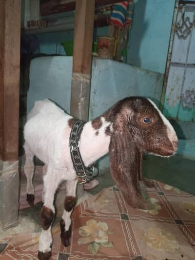 Desi Bakra
