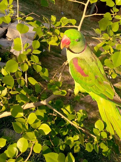 Talking Raw parrot Hand Tame