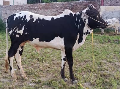#desi bull #qurbani bull #beautifull bull #low budget bull