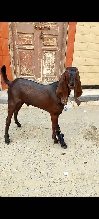 Nagra male