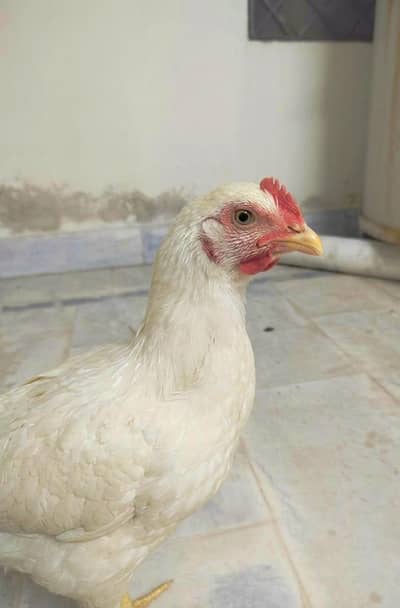 White Heera Aseel Madi