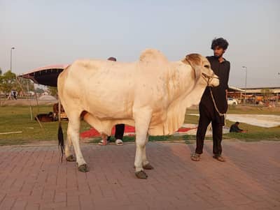 Qurbani supreme Quality wachas available in lahore and Faisalabad