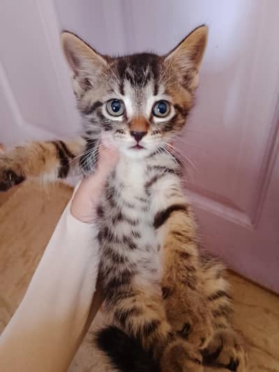 semi Persian male kitten available for sale