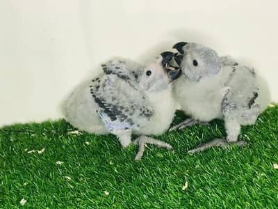 CONGO GREY PAROOT BABYES /03152248124