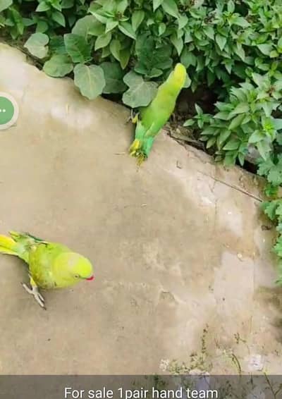 for sale pair parrot 