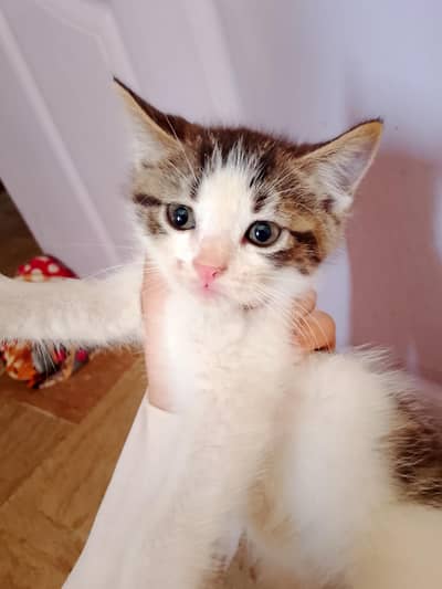 Persian male kitten available for sale