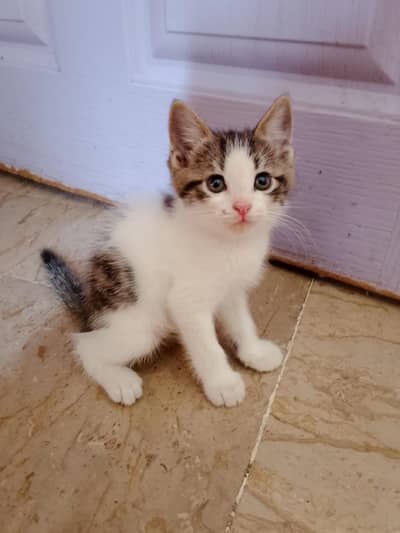 Persian male kitten available for sale