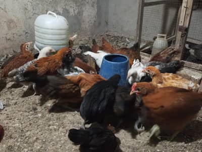 Desi misri chicks available