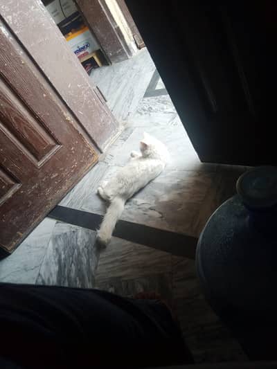 Persian female kitten