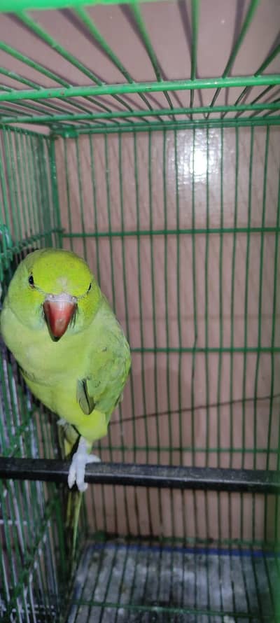 female parrot