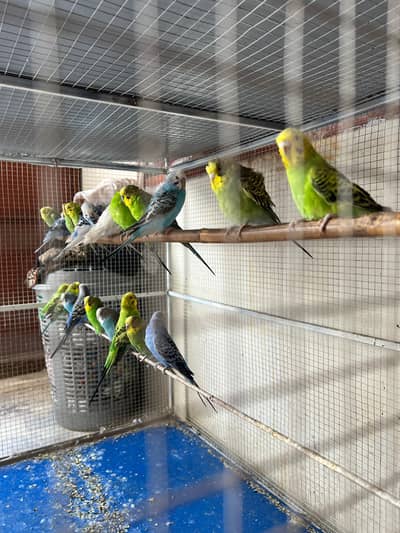 All parrots for sale