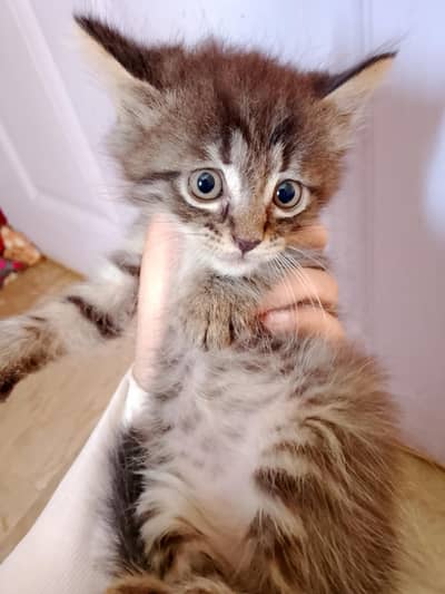Persian female kitten available for sale