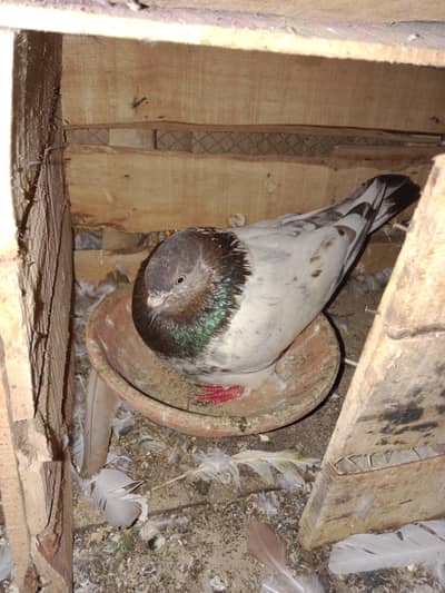 mix pigeon for sale pati Wala and gola qasid