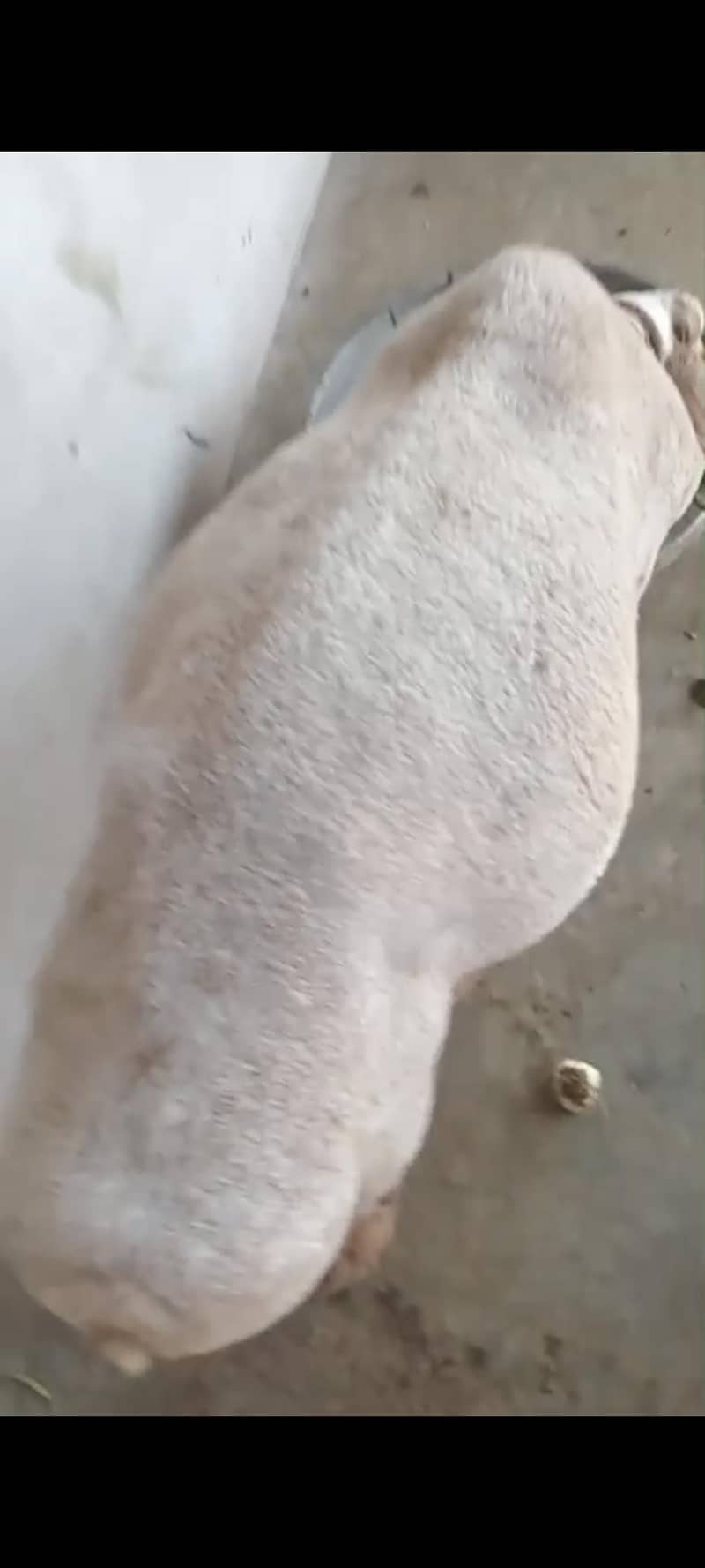 turkey dumba 1