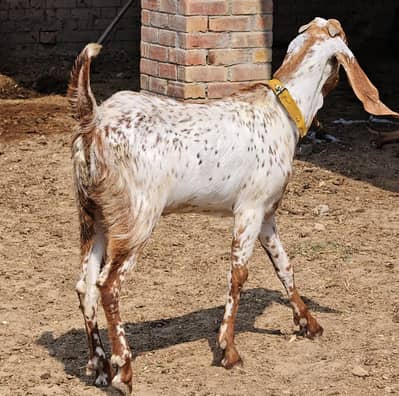 Makhi china Bakra qurbani k leye 2 dant