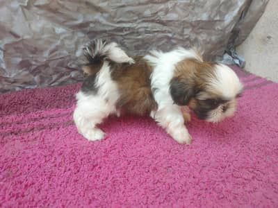 Shitzu Female Puppy