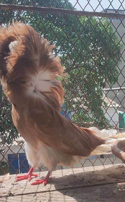 Breeder orange male