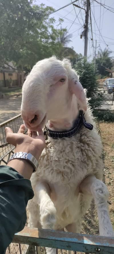 Dumba | Gulabi | Goat | Sheep | dhumba | Sheep for sale karahi