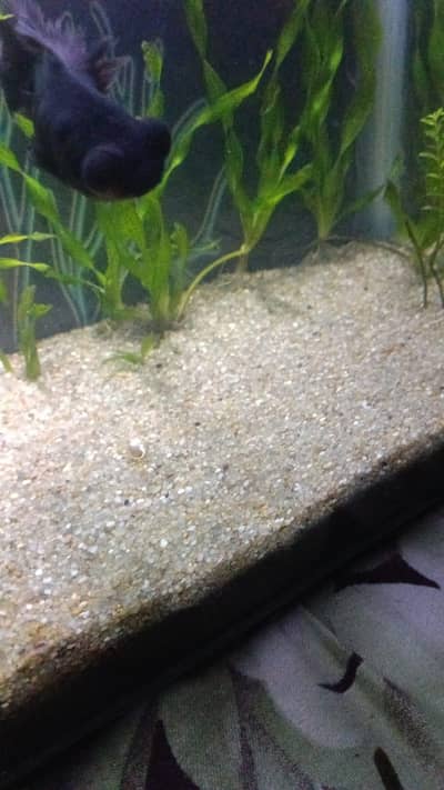 i need used black sand or silica sand