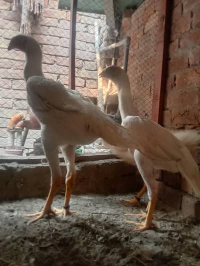 I am selling my premium quality shamo set sale 2 female and 1 male