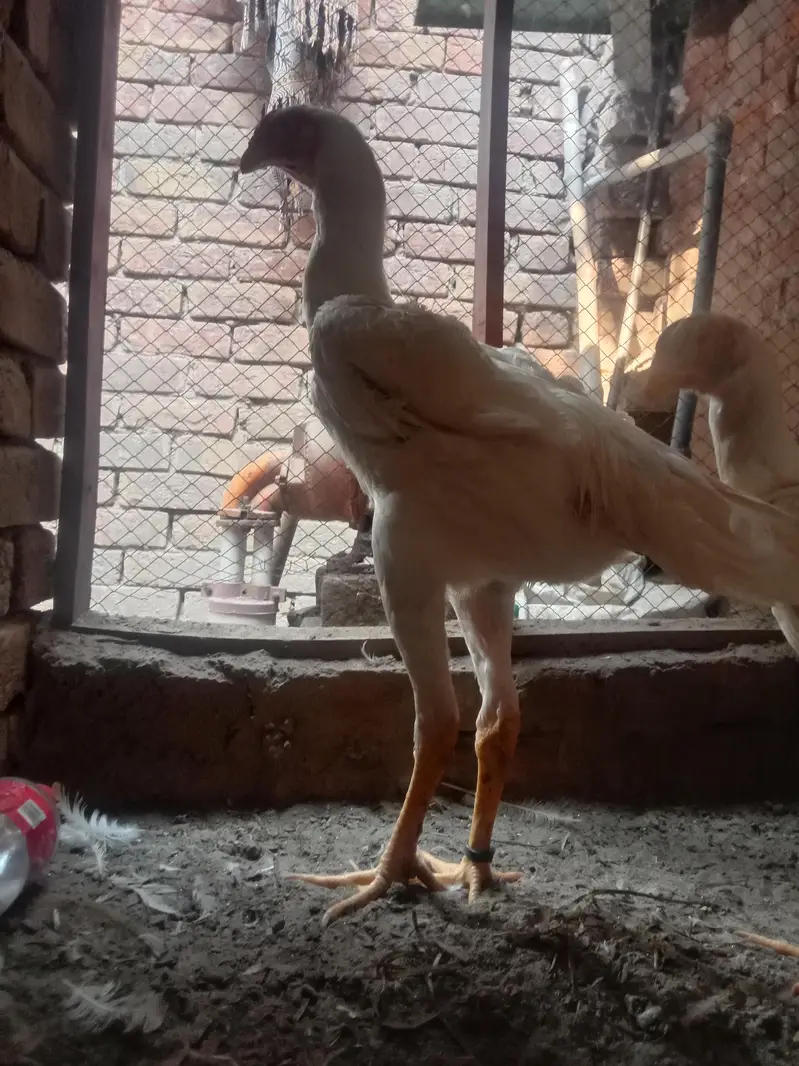 I am selling my premium quality shamo set sale 2 female and 1 male — photo 3