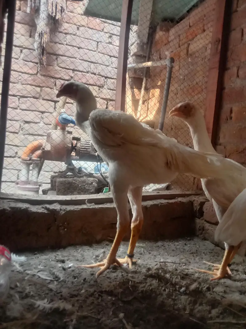 I am selling my premium quality shamo set sale 2 female and 1 male — photo 4