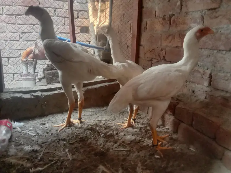 I am selling my premium quality shamo set sale 2 female and 1 male — photo 5