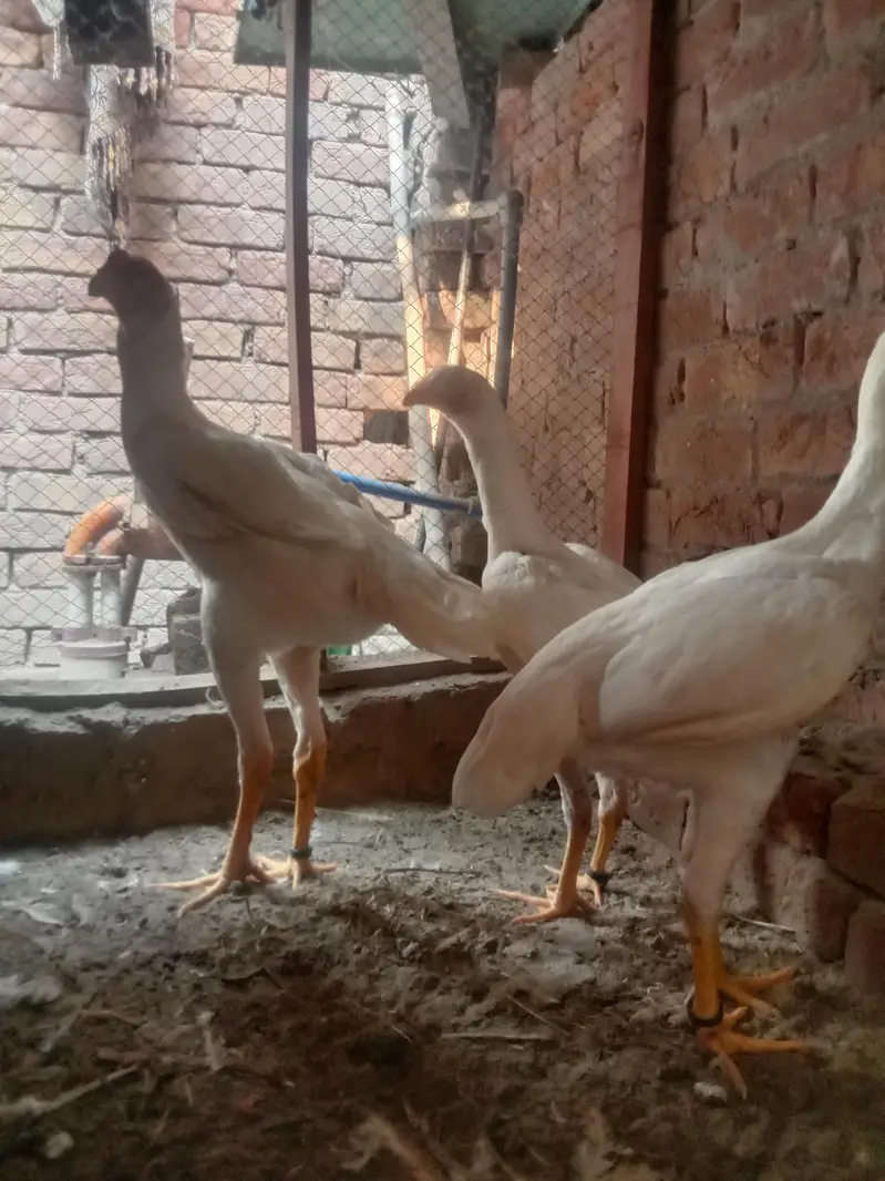 I am selling my premium quality shamo set sale 2 female and 1 male — photo 6
