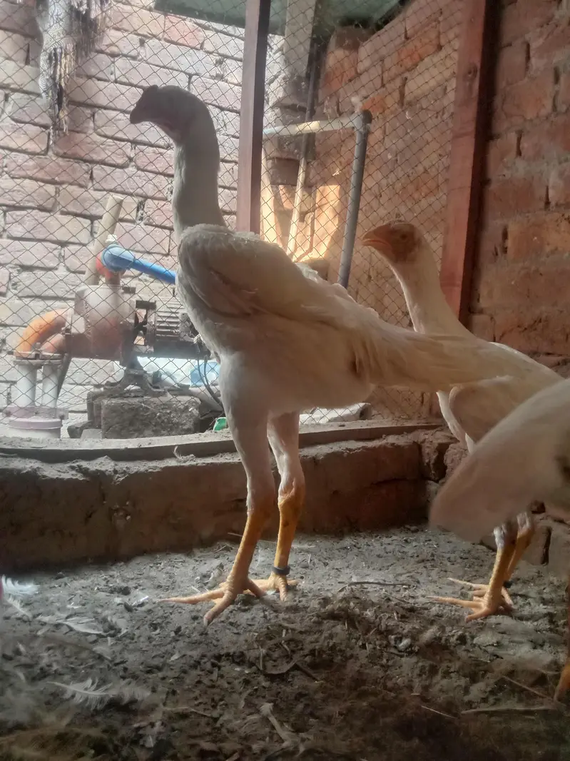 I am selling my premium quality shamo set sale 2 female and 1 male — photo 7