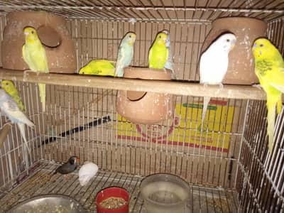 selling my Budgie Healthy pairs